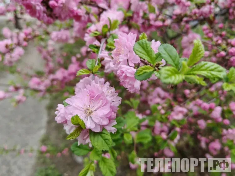 Днем 21 мая температура воздуха в Амурской области поднимется до +24+29 °С.