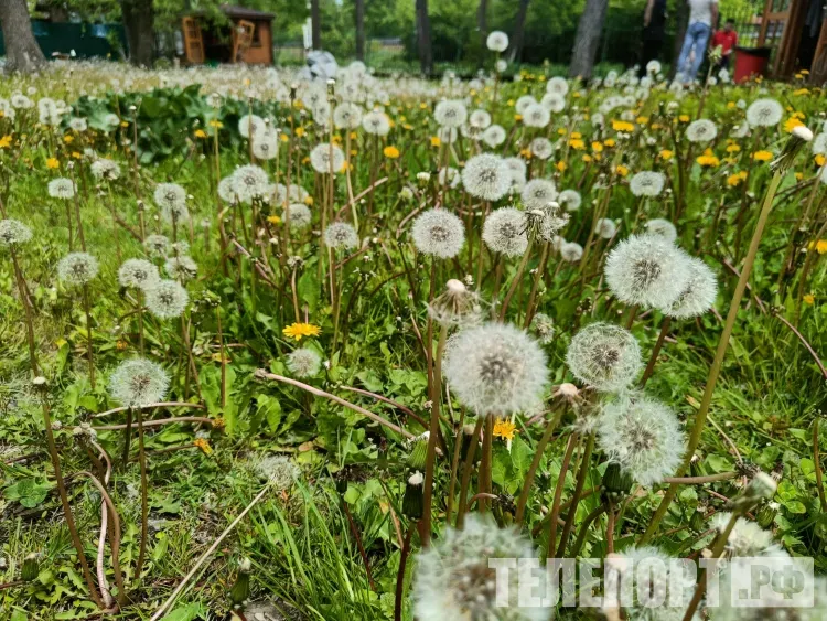 День в июне продлится 17 часов и станет самым длинным в 2026 году