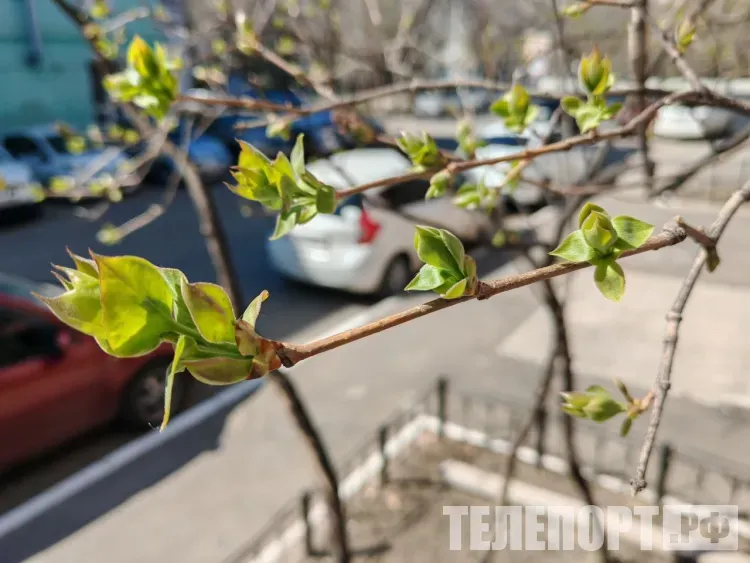 1 мая предложено сделать рабочим днем