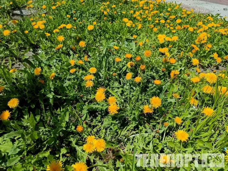 Небольшой дождь ожидается 27 мая в западных районах Амурской области