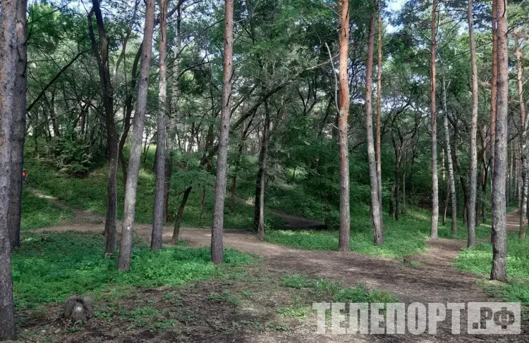 Угроза под ногами: об опасности встречи со змеями предупредили амурчан