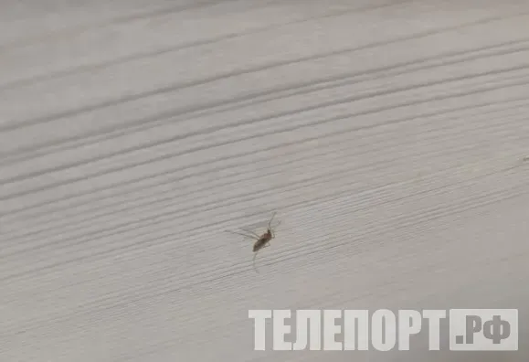 Комаров не отпугивают гвоздика, ультразвук, браслеты и свечи