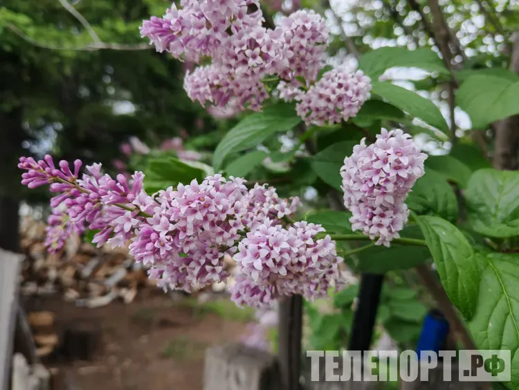 Прогноз погоды на 31 мая 2026 года в Амурской области: на севере похолодает, на юге будет жарко