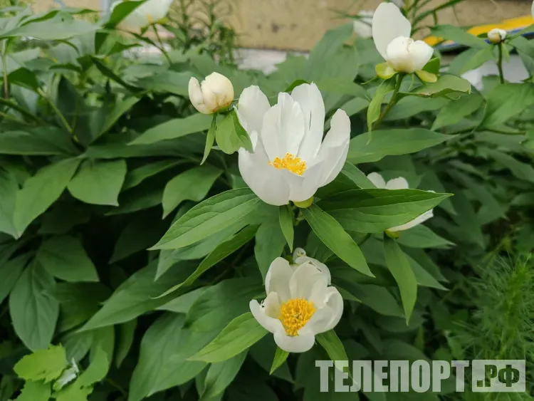 Температура воздуха до +24 °С ожидается в Амурской области 8 июня
