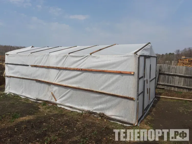 Теплицы для ягоды построили на ДВ-гектарах в Приамурье