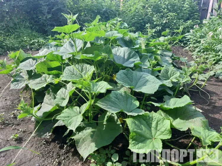 Урожай в июне под угрозой: что может погубить завязи в начале лета