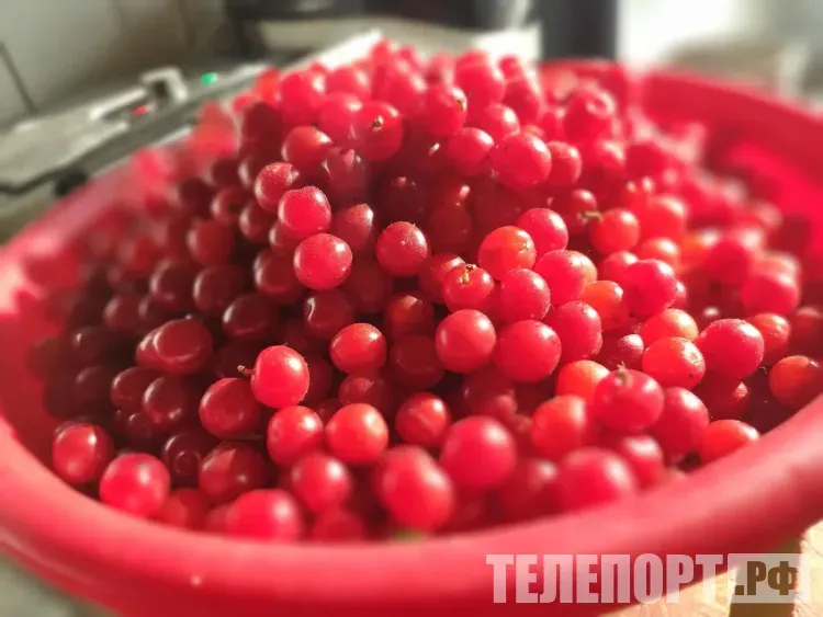 Фрукты и ягоды: почему они вредны в больших количествах