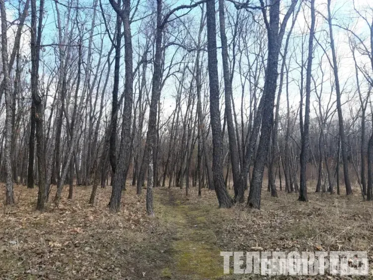 Лес в аренду: заключено 119 новых договоров на использование участков