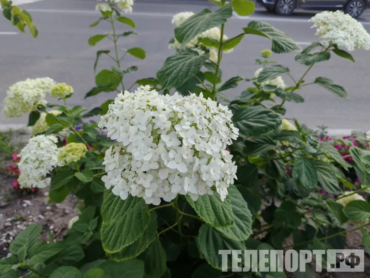 Температура воздуха до +31 градуса ожидается в Амурской области 20 июля