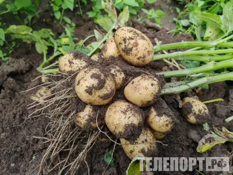 Уборка картофеля: когда и как выкапывать, чтобы он пролежал всю зиму