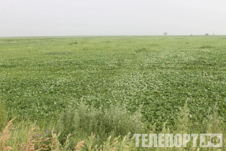 Молодым аграриям выплатят до 800 тысяч рублей за работу на селе