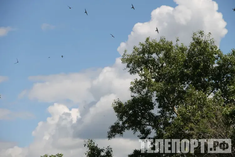 6 августа в Амурской области: кратковременные дожди, грозы, порывы ветра до 15 м/с