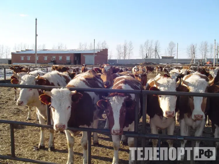 Прививки от ящура и сибирской язвы поставили амурским коровам