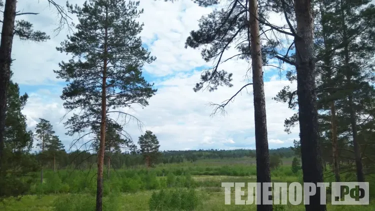 Сезон охоты на барсука стартует в Приамурье