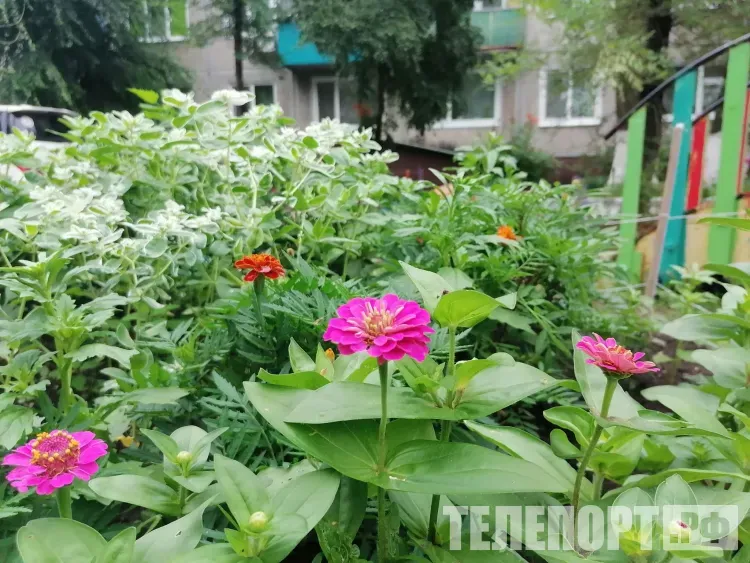 Зиму переживут на ура: цветы, которые можно посадить уже сейчас ради ярких клумб следующим летом
