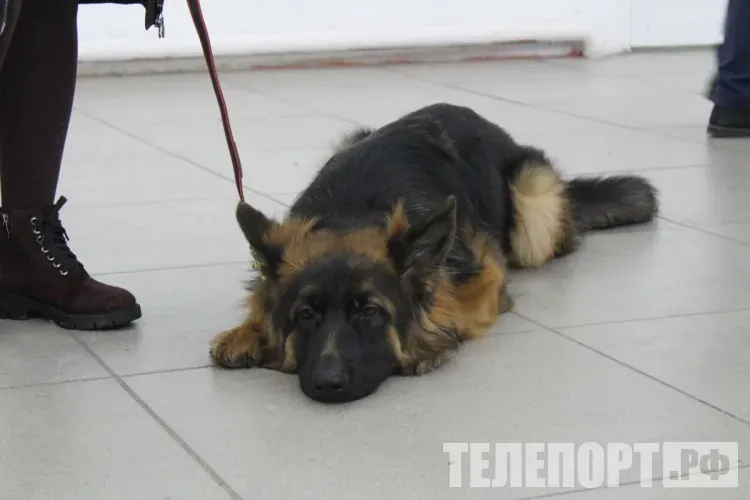 Собака осталась без присмотра из‑за нетрезвого хозяина