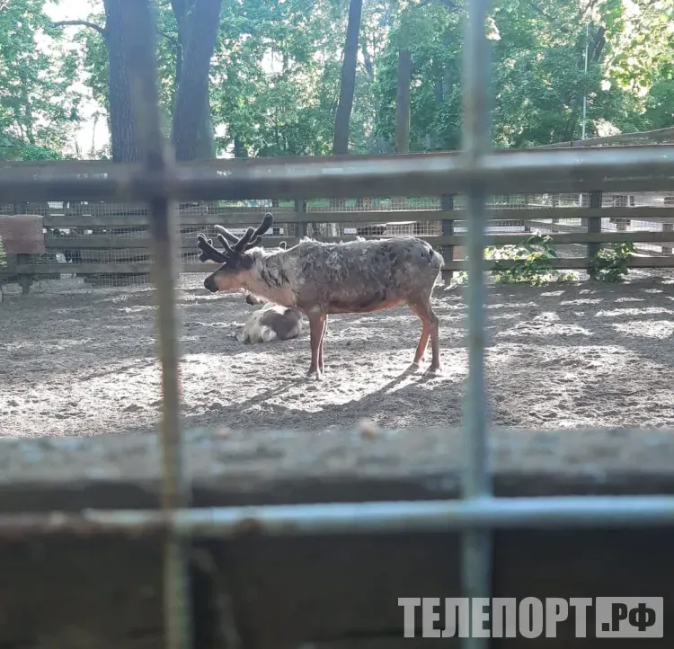 Охоту на самцов лося и изюбря открыли в Амурской области