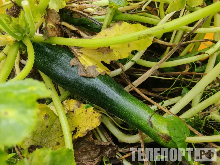Кабачки и тыква очищают воздух на дачном участке