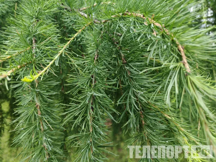 10 сентября в Амурской области: по северным и местами по южным районам кратковременный дождь