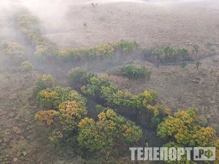 Косули «предскажут», насколько снежной будет зима в Приамурье
