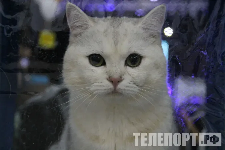 Новый вид кошек открыли впервые за 100 лет