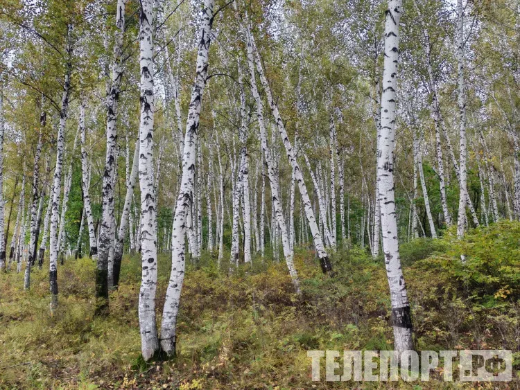 Прогноз погоды на 23 сентября в Амурской области: температура воздуха днем до +17 °С