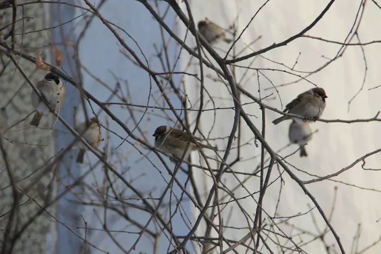 Морозы ослабеют днем в Амурской области