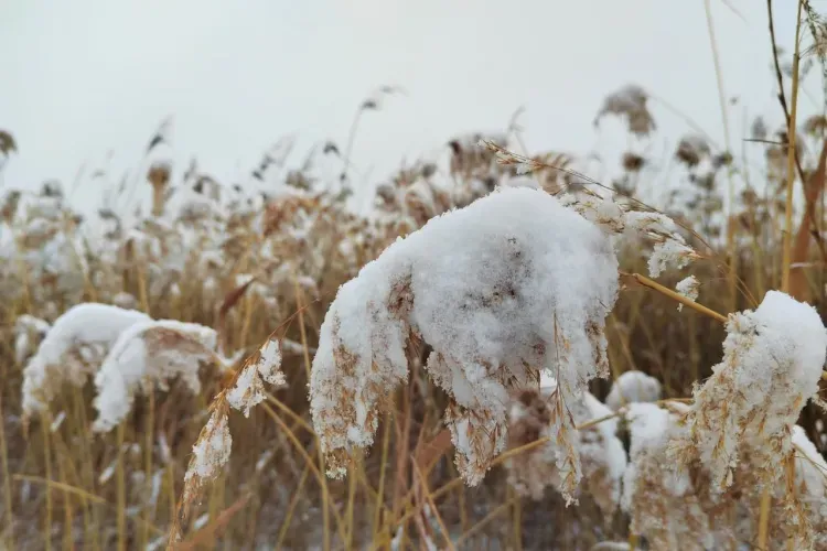 Снег и слабая метель ожидаются в Амурской области 26 февраля