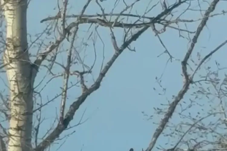 Редкое зрелище с фазанами сняли на камеру в Амурской области