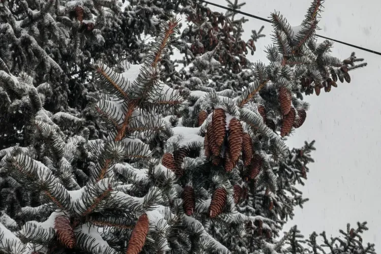 Днем по западным районам Амурской области 3 марта небольшой, местами умеренный снег