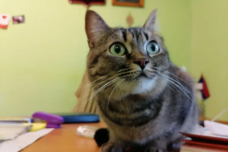 Ветеринары Приамурья с начала года поставили более 17 тысяч прививок от бешенства