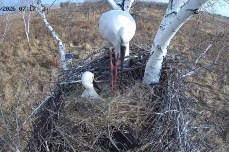 Аист Амур укрыл самку Зею соломой в знак заботы