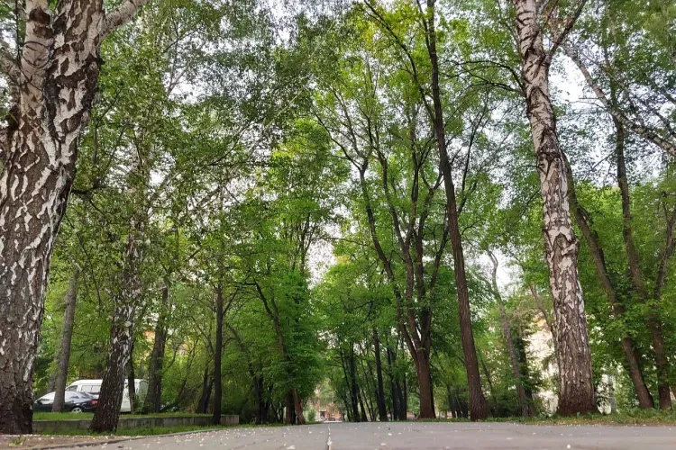 Днем местами по северным районам Амурской области 1 августа - гроза